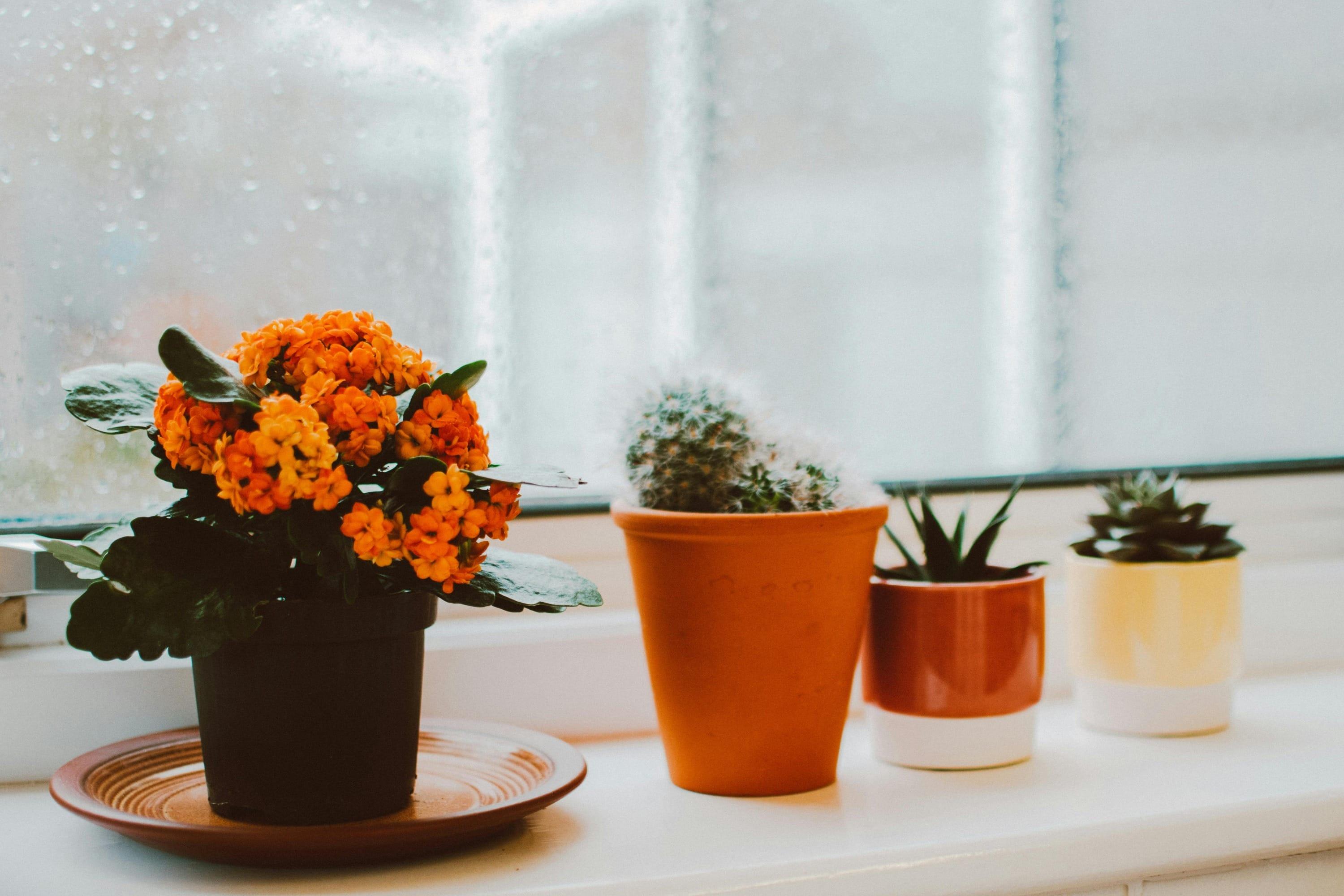 Kalanchoe Çiçeği Bakımı: Sağlıklı ve Canlı Bitkiler İçin İpuçları