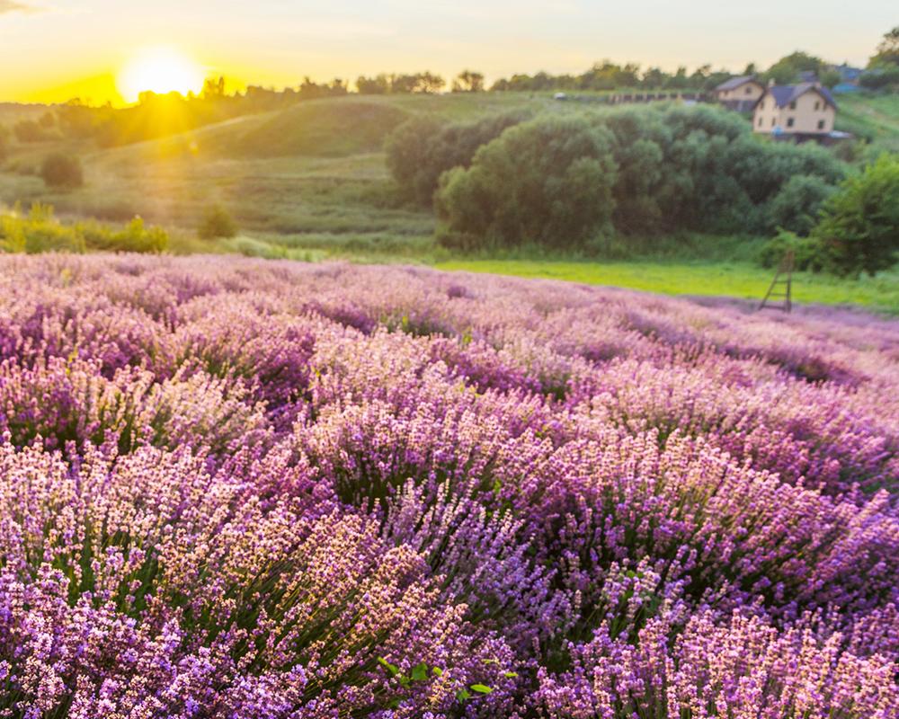 Renklerin ve Lezzetlerin İzinde: Provence