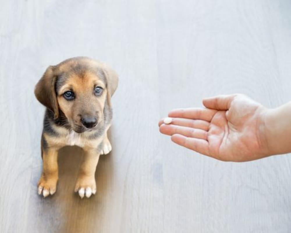 Kedi ve Köpeklere İlaç İçirme Yöntemleri